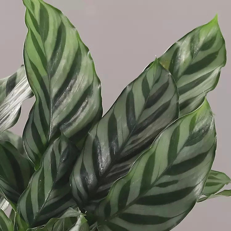 Calathea Concinna ' Freddie '