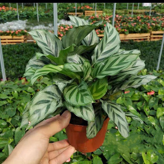 Calathea Concinna ' Freddie '