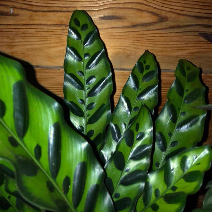Calathea Insignis