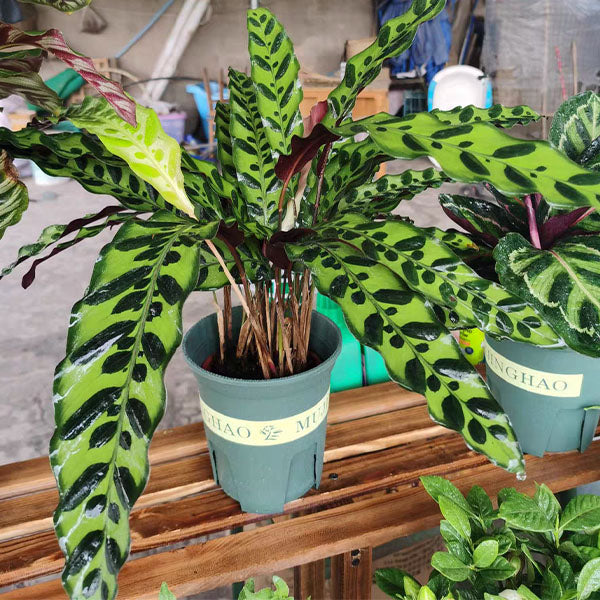 Calathea Insignis