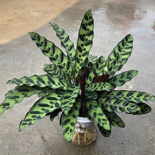 Calathea Insignis