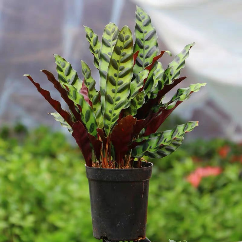 Calathea Insignis