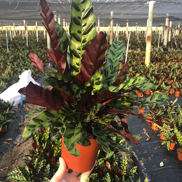 Calathea Insignis