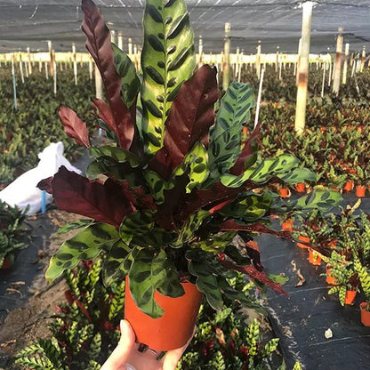 Calathea Insignis