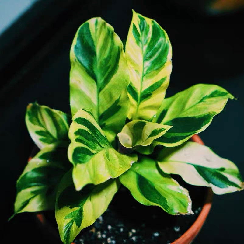 Calathea Louisae ' Thai Beauty '