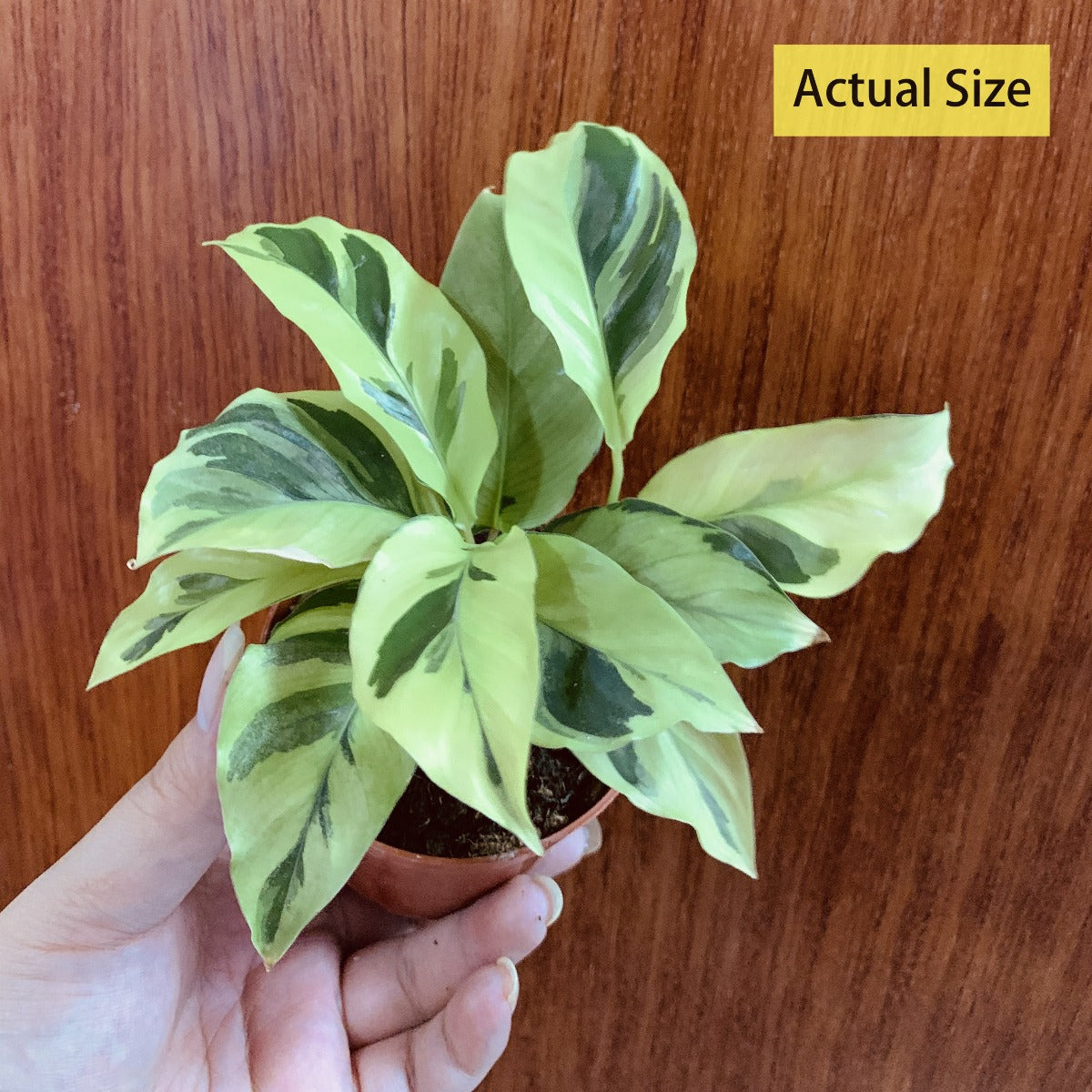 Calathea Louisae ' Thai Beauty '