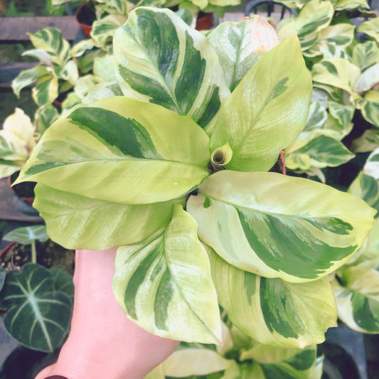 Calathea Louisae ' Thai Beauty '