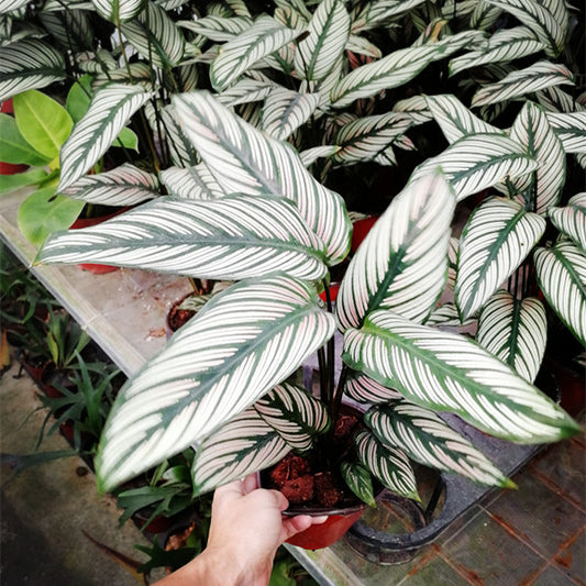Calathea Majestica ' White star '