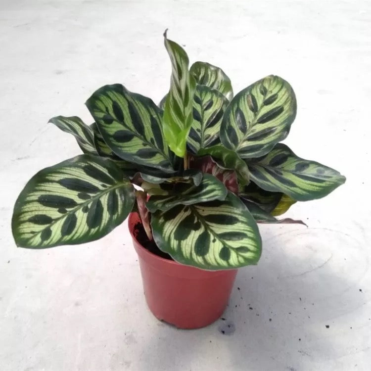 Calathea Makoyana