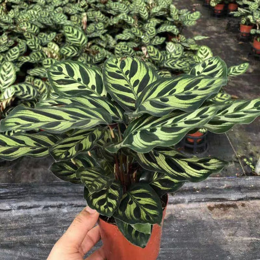 Calathea Makoyana