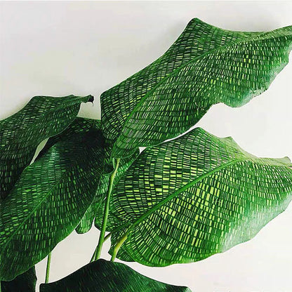 philodendron musaica Calathea musaica ' Network ' for Sale