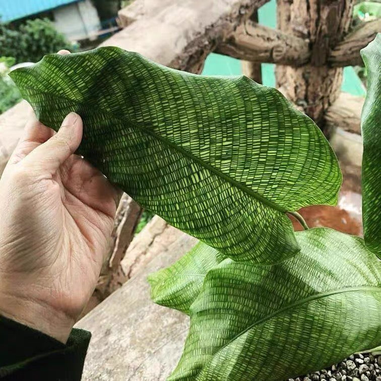 philodendron musaica Calathea musaica ' Network ' for Sale