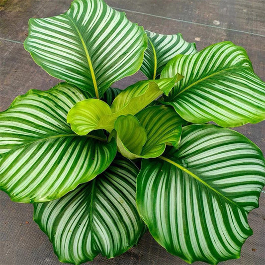 Calathea Orbifolia