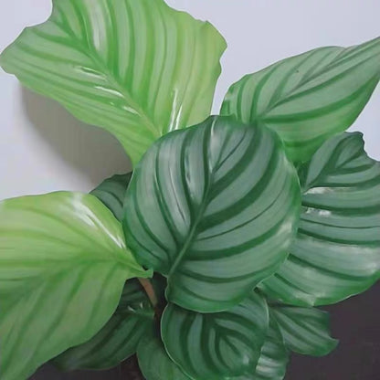 Calathea Orbifolia