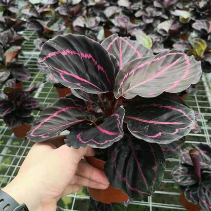 Calathea Roseopicta ' Dottie '