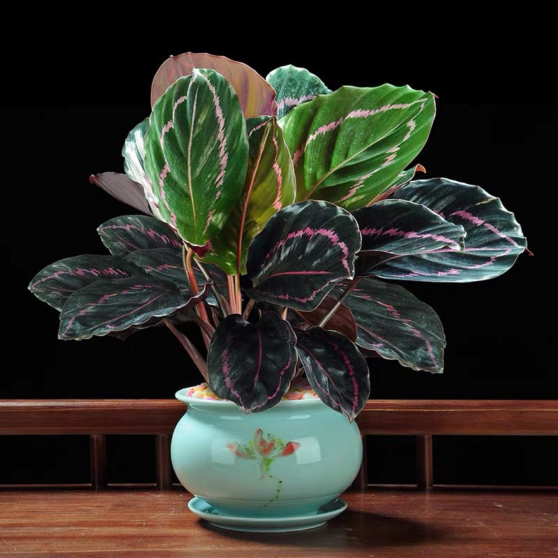 Calathea Roseopicta ' Dottie '