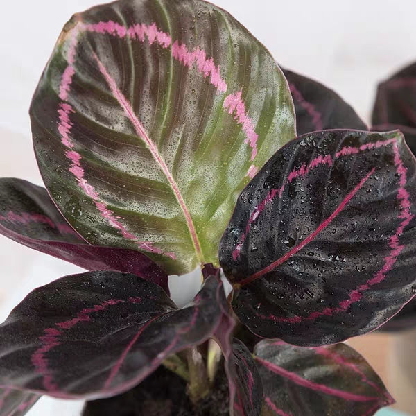 Calathea Roseopicta ' Dottie '