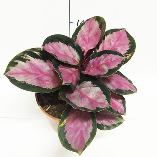 Calathea ' Rosy ' ( Calathea roseopicta )