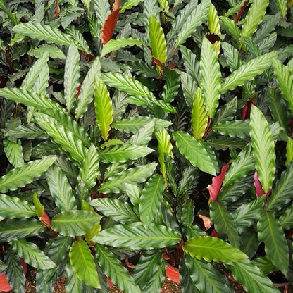 Calathea Rufibarba