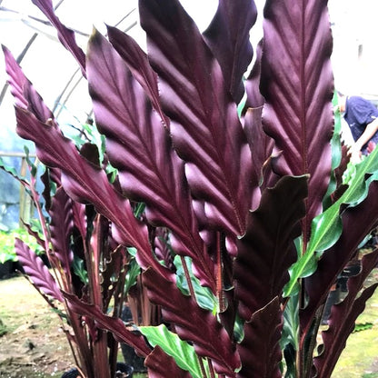 Calathea Rufibarba
