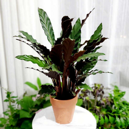 Calathea Rufibarba