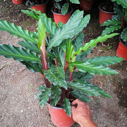Calathea Rufibarba