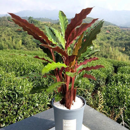 Calathea Rufibarba