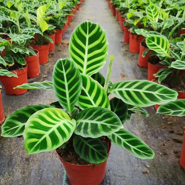 Calathea zebrina