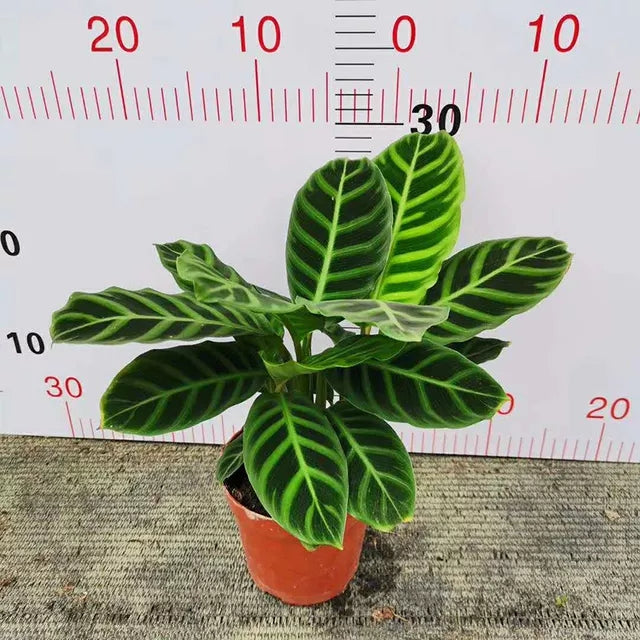 Calathea zebrina