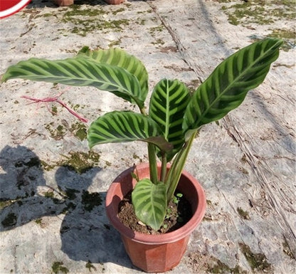 Calathea zebrina