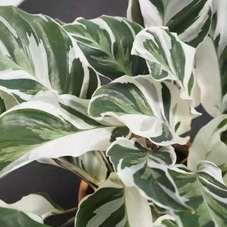 Calathea ' White Fusion '