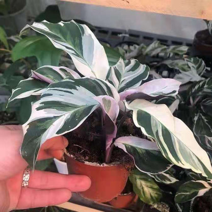 Calathea ' White Fusion '