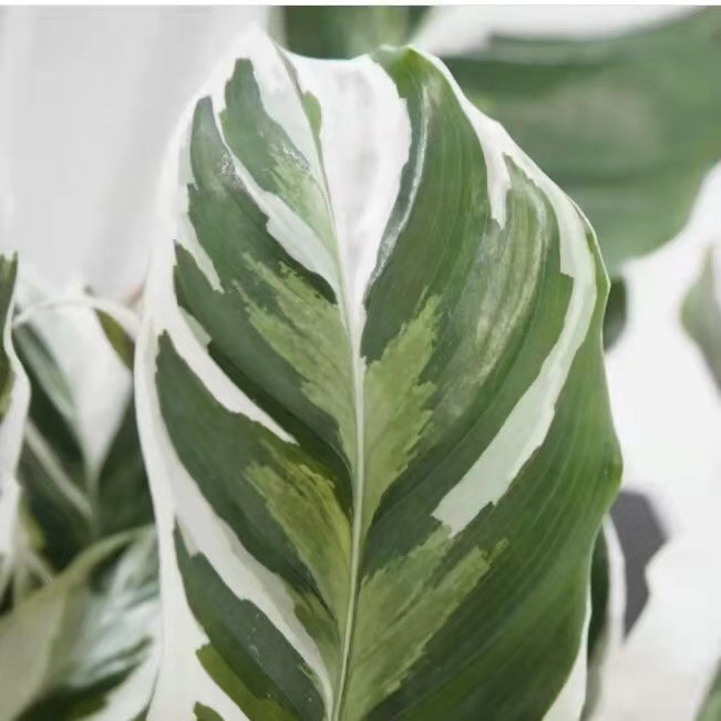Calathea ' White Fusion '