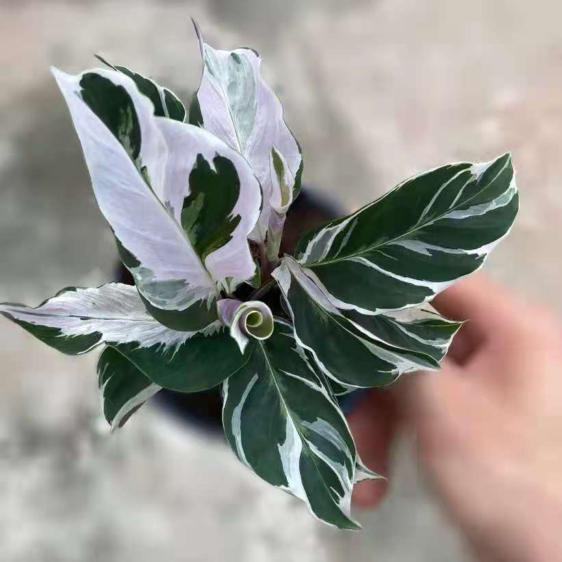 Calathea ' White Fusion '
