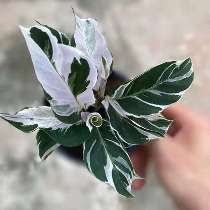 Calathea ' White Fusion '