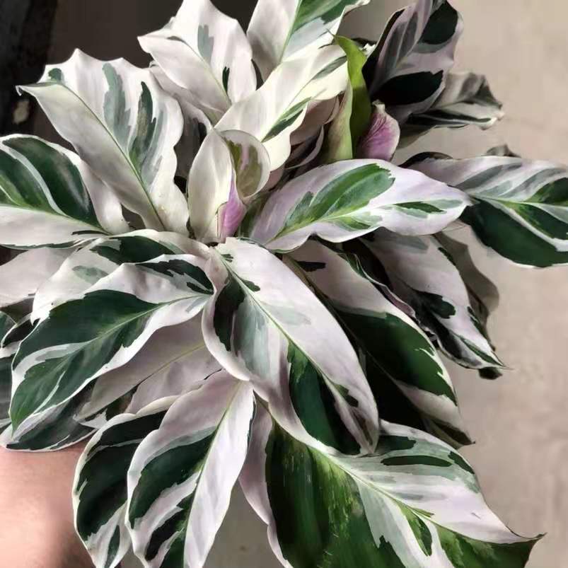 Calathea ' White Fusion '