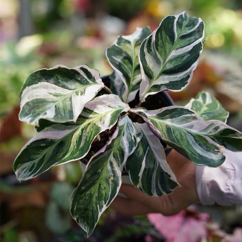 Calathea ' White Fusion '