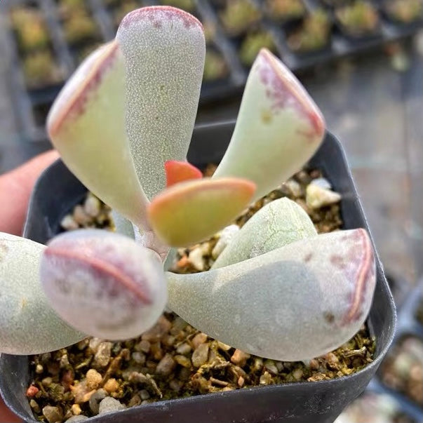 Calico hearts (Adromischus Triflorus)