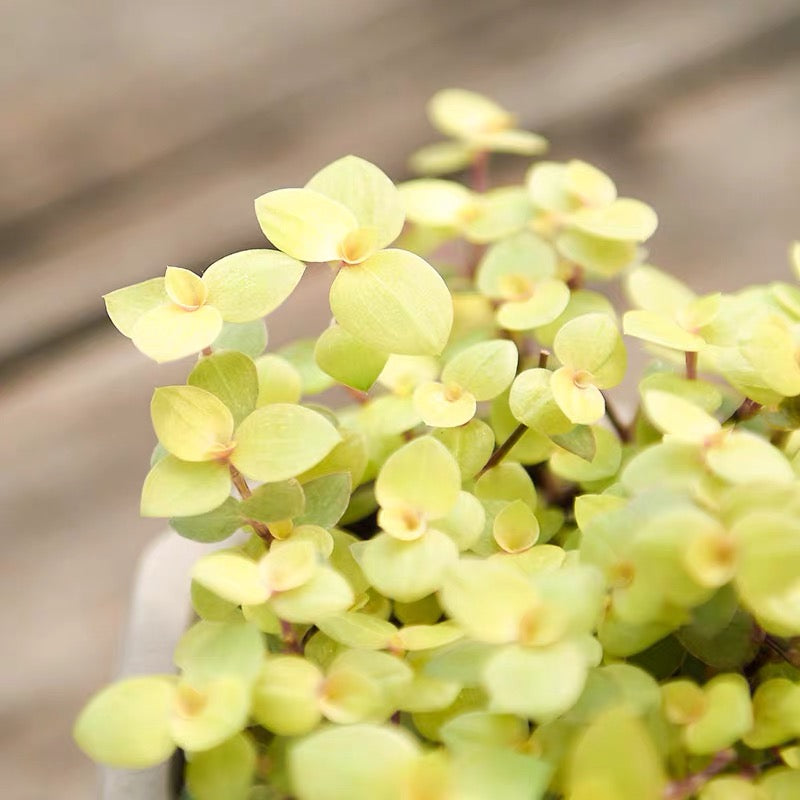 Gold Creeping inchplant (Callisia repens)