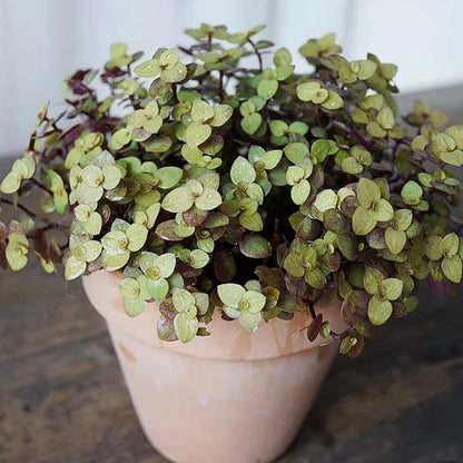 Gold Creeping inchplant (Callisia repens)