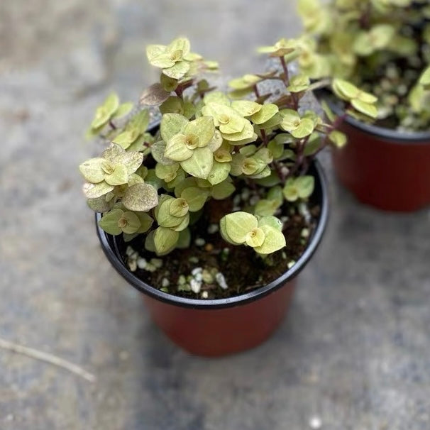 Gold Creeping inchplant (Callisia repens)