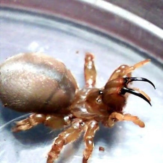 Orange Purse Web Spider (Calommata signata)