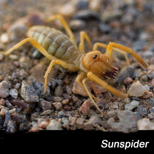 Camel Spider (Solifugae sp.)