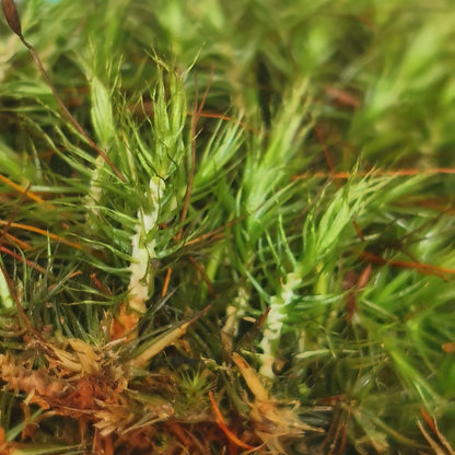 Campylopus sp.