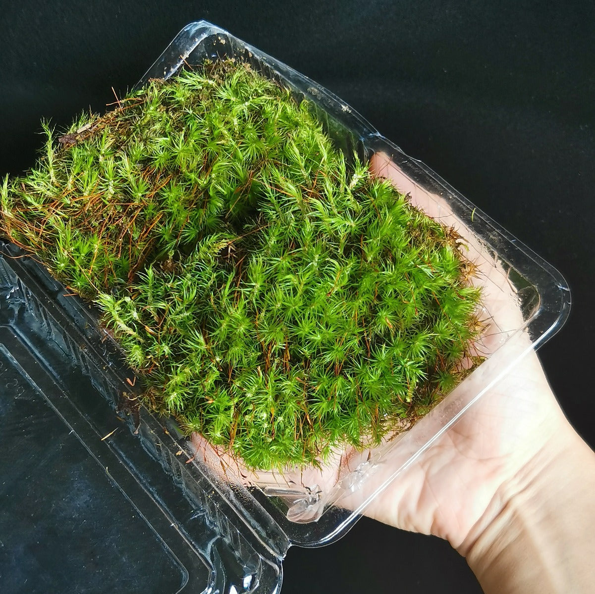 Campylopus sp.