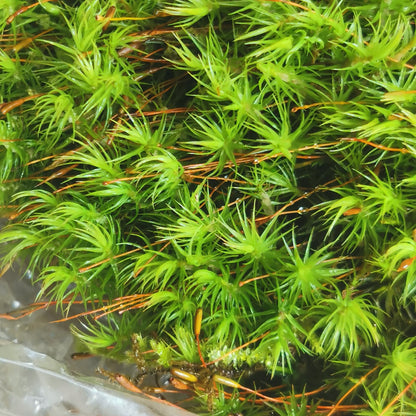 Campylopus sp.