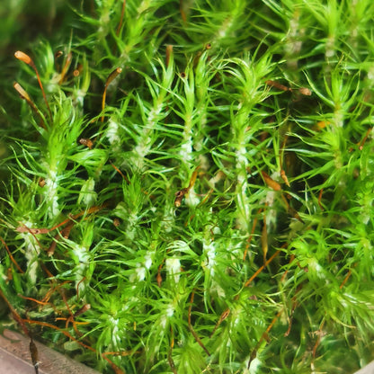 Campylopus sp.
