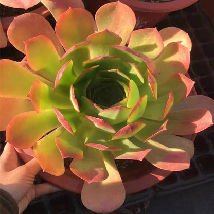 Canariense(Aeonium)