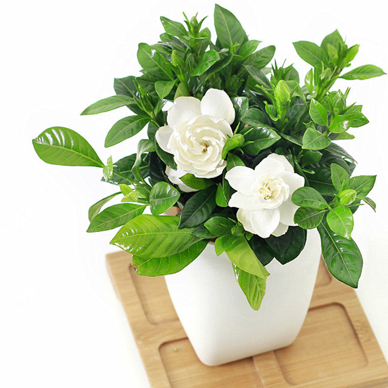 Gardenia jasminoides