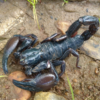 Cave Clawed Scorpion (Pandinus viatoris)